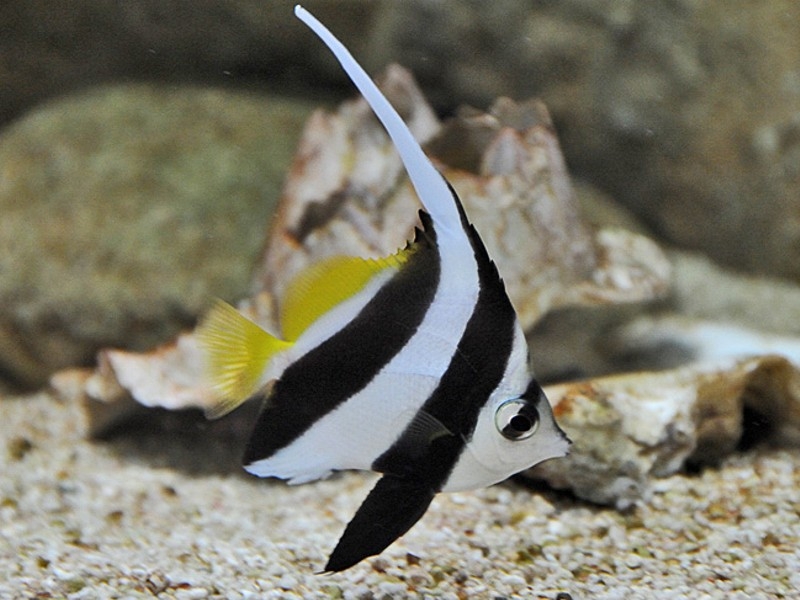 Heniochus acuminatus Rotmeer-Wimpelfisch